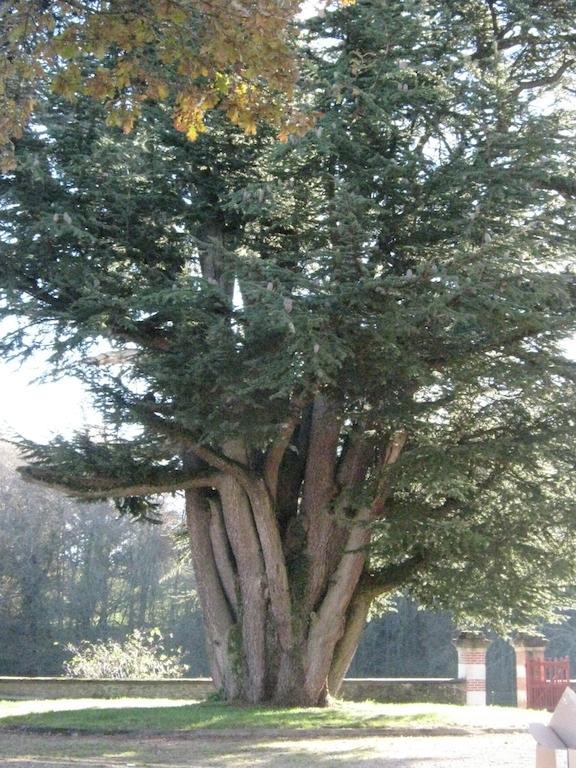 Chateau Lezat - Chambres D'Hotes La Souterraine Eksteriør bilde